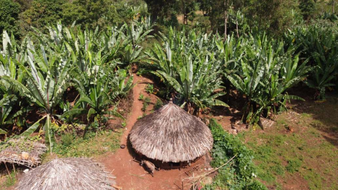 Yirgachefe Gedeo Banko, Ethiopian Chelchele Natural