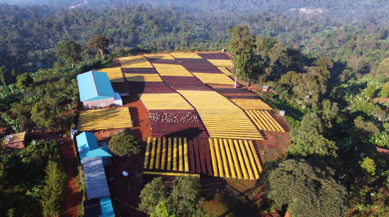 Yirgachefe Gedeo Banko, Ethiopian Chelchele Natural