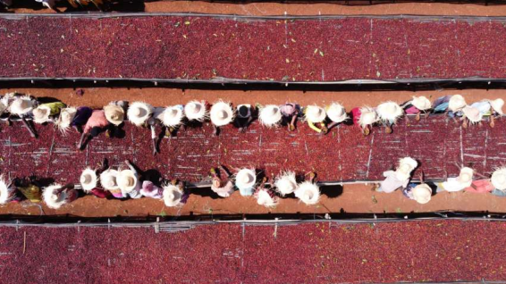 Yirgachefe Gedeo Banko, Ethiopian Chelchele Natural