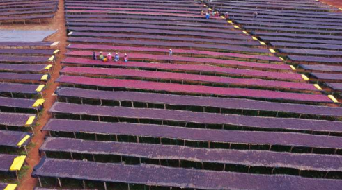 Yirgachefe Gedeo Banko, Ethiopian Chelchele Natural